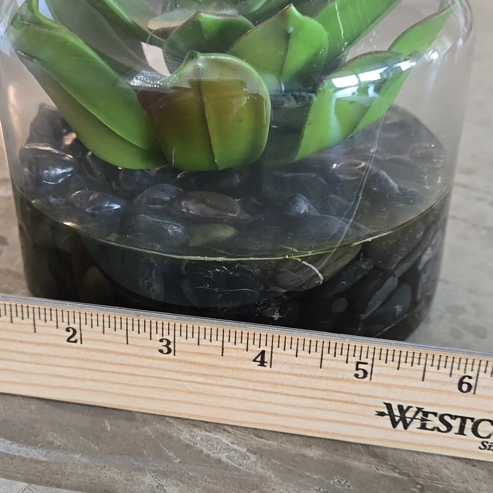 Glass Terrarium with Green Succulent